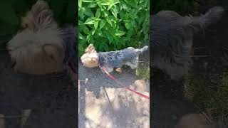暑くてちょっとバテ気味ももちゃん #ヨーキー #癒し #犬のいる暮らし #散歩 #愛犬