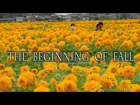 jardin-papillons-marguerite-automne-flerus-blanches