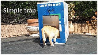 Cat Trap | I made a very simple cat trap using cardboard box | 2Stray Cats