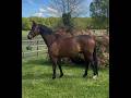 Caballo castrado Hannoveriano En venta 2017 Bayo moreno