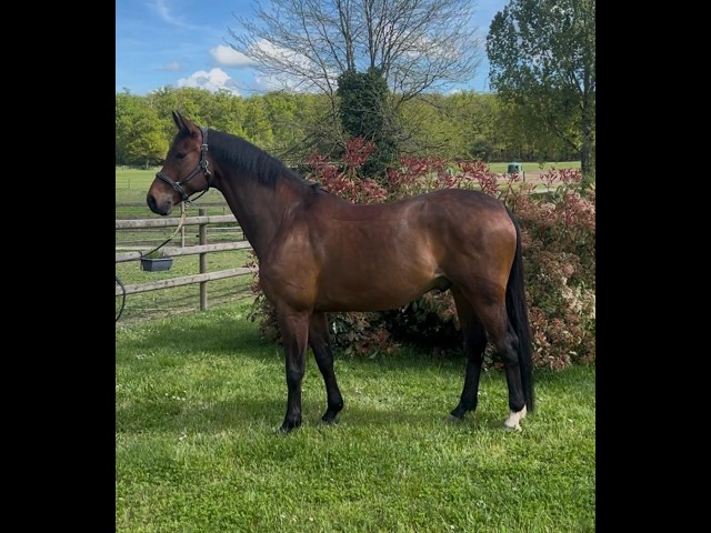 Caballo castrado Hannoveriano En venta 2017 Bayo moreno