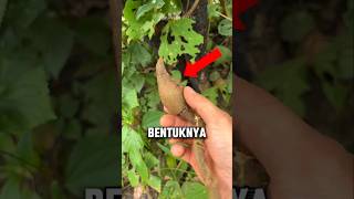 Download lagu Menemukan hal mengejutkan di dalam ranting kayu‼️😱 mp3