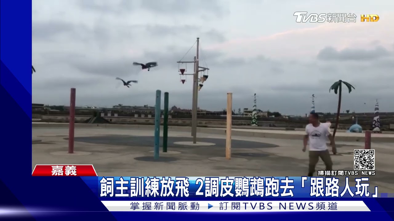 保夾?鸚鵡出沒嘉義東石漁港 險伸爪夾路人手機