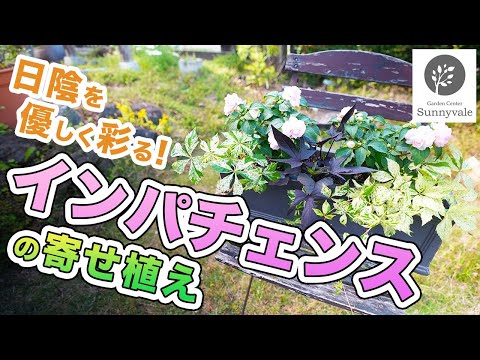 園芸 マウントオメイインパチェンス、ハーディインパチェンス、マウントオメイバルサム