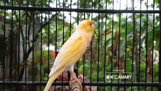 Download lagu Sesi MASTER Canary❗: Tingkatkan VOLUME dan VARIASI Lagu mp3 Download lagu Sesi MASTER Canary❗: Tingkatkan VOLUME dan VARIASI Lagu mp3