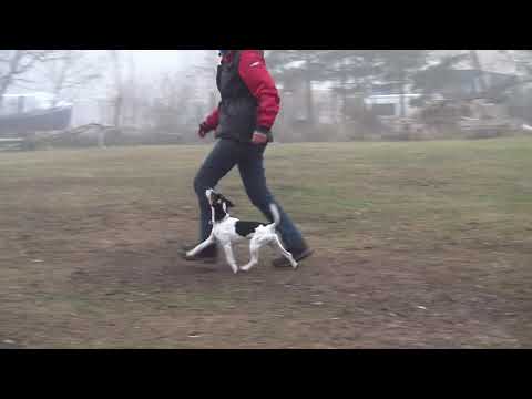 Parson Russell Terrier Obedience Unterordnung
