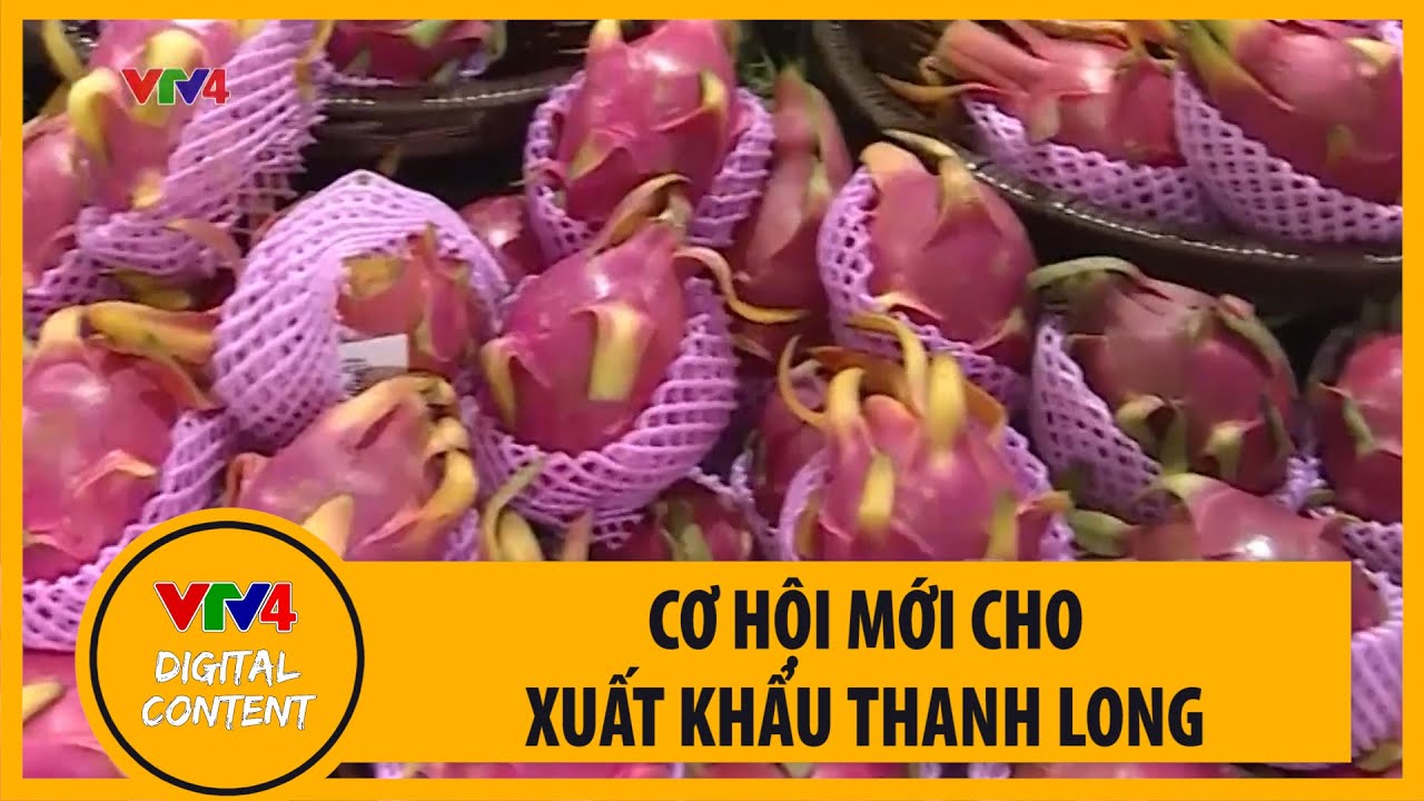 Cơ hội mới cho xuất khẩu thanh long | VTV4