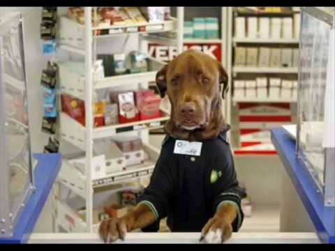 Skank Agenda - Counter Culture