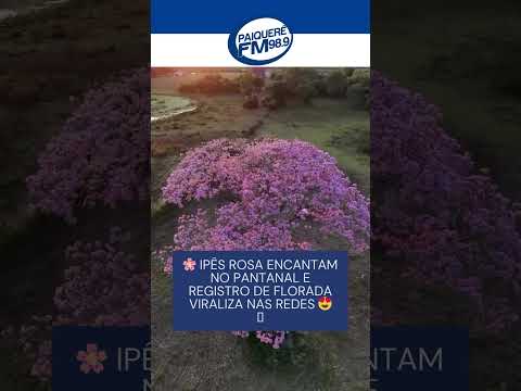 🌸 Ipês rosa encantam no Pantanal e registro de florada viraliza nas redes 😍🩷