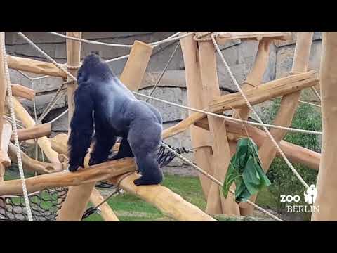 Happy Birthday, Ivo!