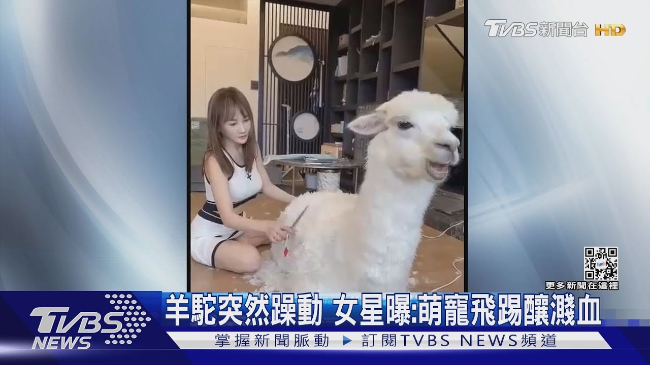 帶羊駝出席活動! 女星王宥忻曝:3月剪羊駝毛失控濺血 提醒危機