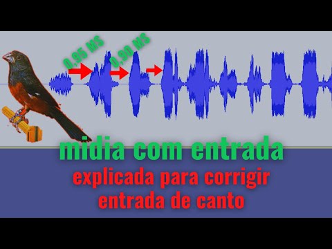 CURIO CANTO CLASSICO | CORRECAO DE ENTRADA DE CANTO, PRAIA CLASSICO