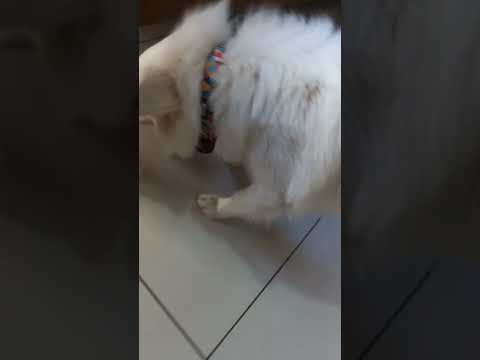 Cute dog #music #hiphop