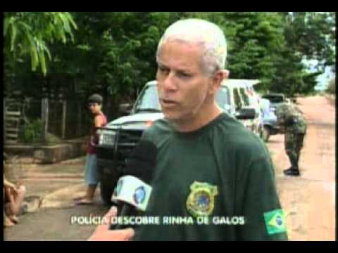 25 02 11  PMs descobrem rinha de galos em Palmeiras de Goiás e também pássaros em cativeiro