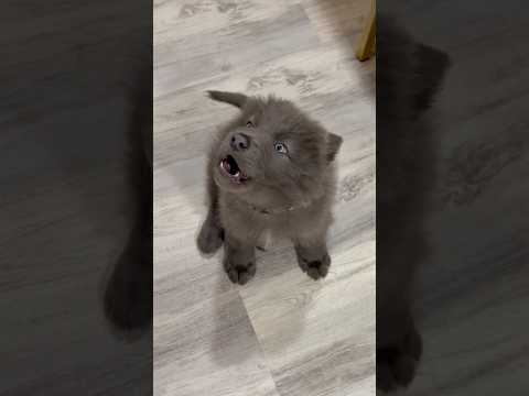 ~ BABY WOLF HOWLING ~