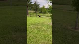 Video preview image #1 Mutt Puppy For Sale in Shreveport, LA, USA