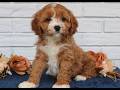Cavapoo dogs for sale: Amy  - Video 1