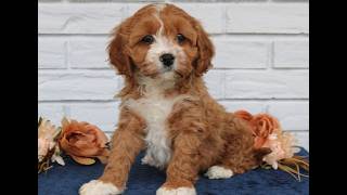 Video preview image #1 Cavapoo (Miniature) Puppy For Sale in NARVON, PA, USA