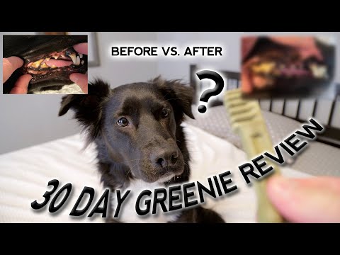 YouTube video about: How many greenies can a dog have a day?
