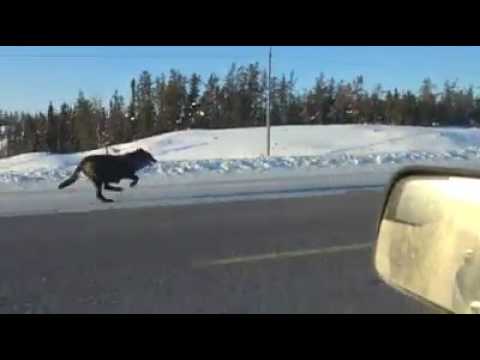 These wolves are in a hurry.