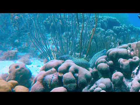 Angel City, Bonaire Morning Dive 2 3 2020