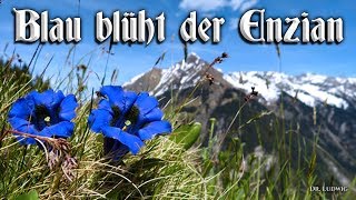 Blau blüht der Enzian [German folk song][+English translation]