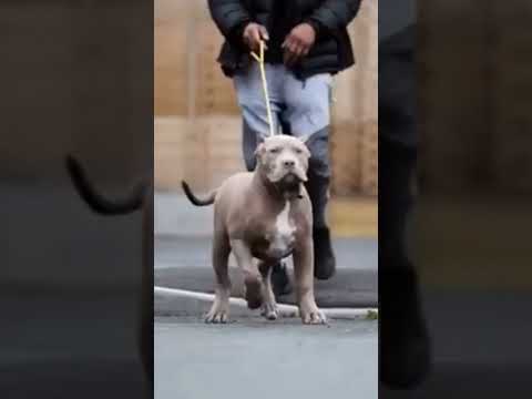 Pitbull dog #shorts