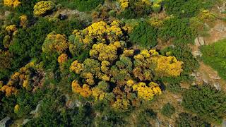 Senda del Torozo (Parque Regional Sierra de Gredos- PR-AV 37 - Ávila)