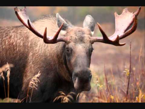 Irvin Blais-L'temps d'la chasse