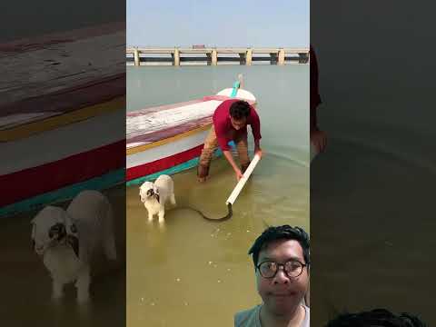 Jangan ganggu kambing saya