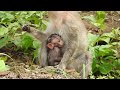 Amazing Baby Alika Swimming Mom Alina Teach Baby Baby Alika Swimming Alika Can Swim Well