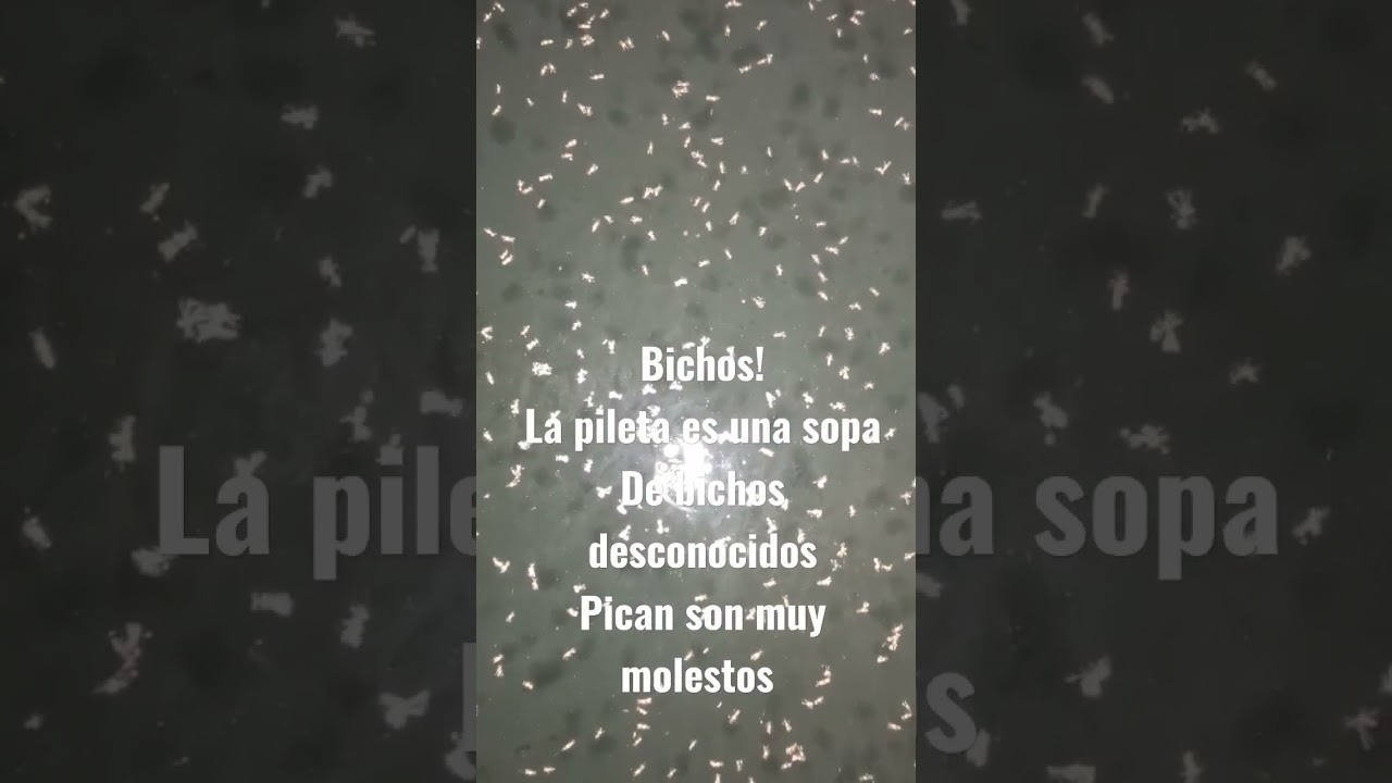 invasión de bichos en Bs As mi pileta es una sopa. Pican y producen alergia.