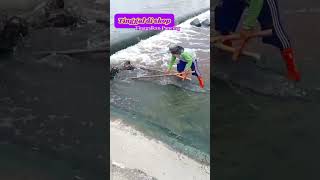 Download lagu Cara tradisional menangkap Ikan #traditional #fish #video #shortvideo #short #shorts @Putra88 mp3 Download lagu Cara tradisional menangkap Ikan #traditional #fish #video #shortvideo #short #shorts @Putra88 mp3