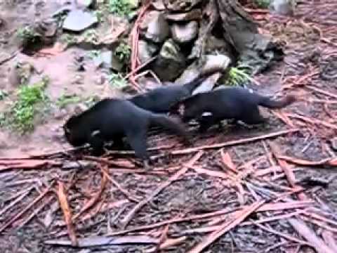 Het bloeddorstige buideldier - Tasmanian Devil