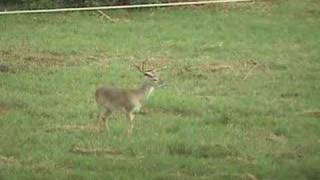 preview picture of video 'Kicker 8 pt Buck @ The Berry Ranch'