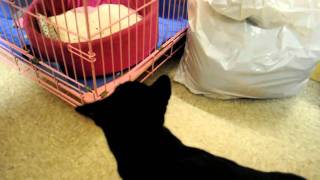 ADOPTED! *Kenickie* - Furrever Friends Cat Rescue, Woodbury, NJ
