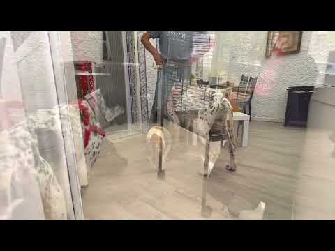 Archie leaves the perrera