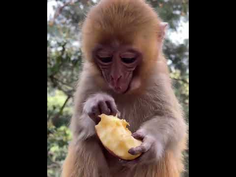 #ASMRMongkey #CuteDanjoomonkey  #Monkeyeating #FunnyMonkey #DanceMonkey / #monkey  Ept215  #shorts