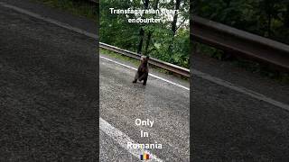 #bear encounter on #transfagarasan #road #wildlife #wildanimals