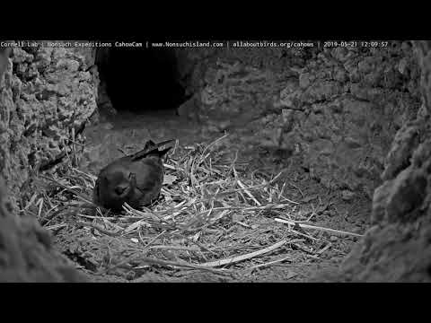 Leach's Storm-Petrel Relocated To Empty Cahow Cam 1 Burrow – May 21, 2019