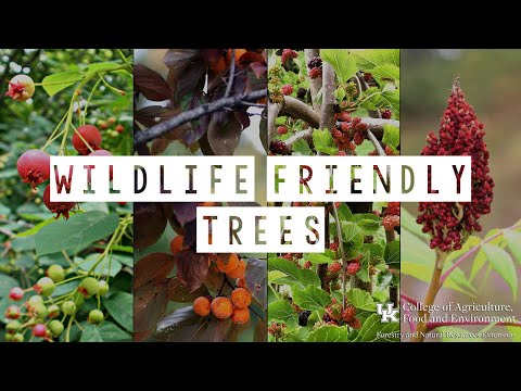 Wildlife Friendly Trees