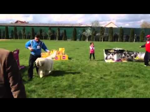 FAG DE GOTCA , EXPO CLUB SATU MARE !!!