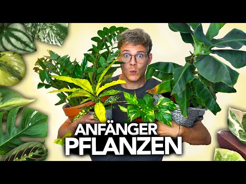 , title : 'Die besten ZIMMERPFLANZEN für ANFÄNGER | Joey's Jungle Plants'
