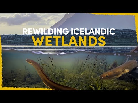 How we are reviving an Ancient Icelandic Wetland