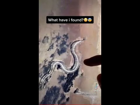 Giant Snake Skeleton! *Google Earth TikTok* #1