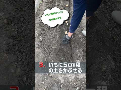 2024 年のジャガイモの植え付け時期は?成功のためのすべてのアドバイス  庭園