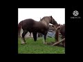 Big HORSES MATING Big HORSES BREEDING