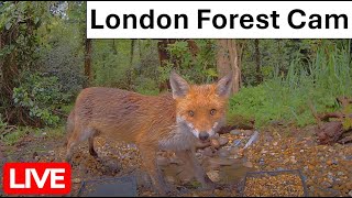 LIVE - Croc Rock -  London UK Forest wildlife cam | Foxes, hedgehogs, squirrels, deer and many more