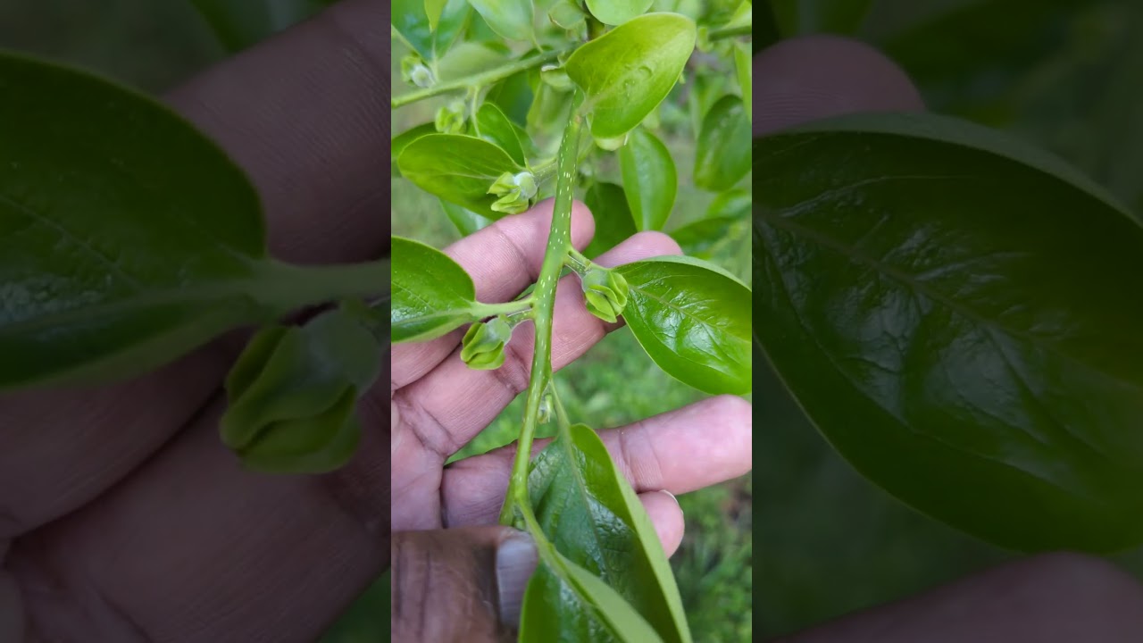 Persimmon Tree Hidden Beauty: Discovering the Elusive Blooms of the Persimmon Tree