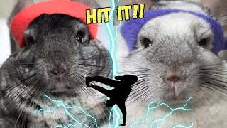 Break-Dusting: Chinchilla Dance Contest (Event 4)